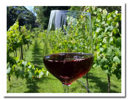 Mount Tamborine Wine Tasting Tours